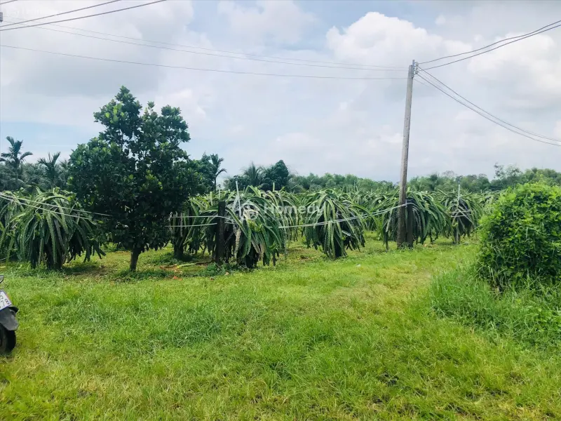 Bán 1825M2 Đất Thôn Ba Đăng - Tân Hải - Lagi Giá Rẻ Nhất 986K/M2