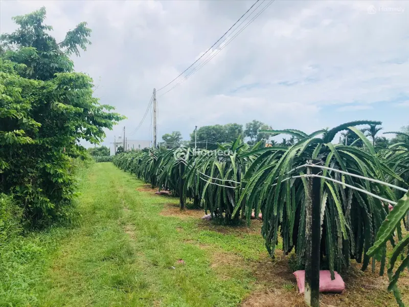 Bán 1825M2 Đất Thôn Ba Đăng - Tân Hải - Lagi Giá Rẻ Nhất 986K/M2