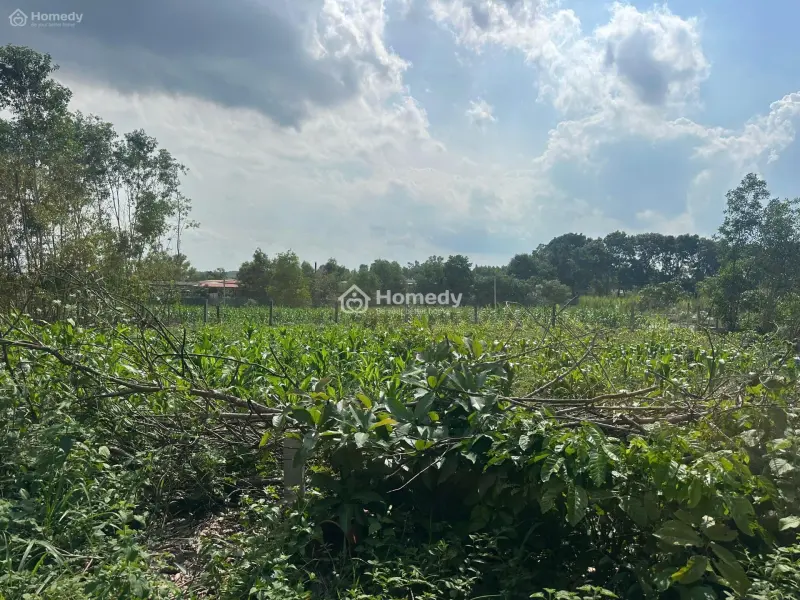 12X30(342M2) Hẻm Lý Nam Đế, Tân Phước Lagi Giá 1,2 Tỷ