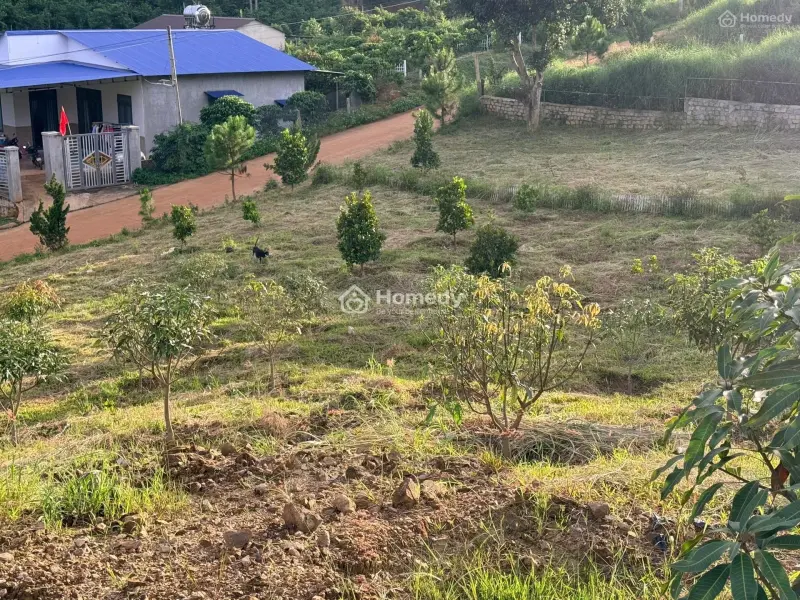 Bán 196M2 Đất Nam Ban Chỉ 660 Triệu, Vị Trí Ngay Chính Giữa Đà Lạt & Sân Bay