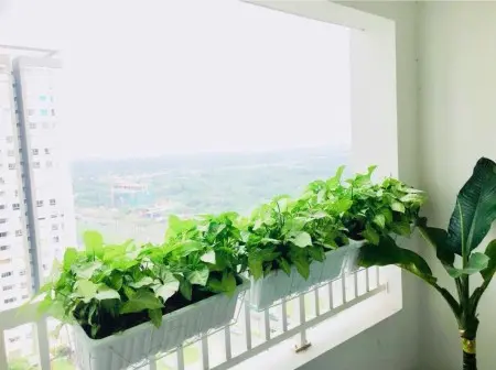 Mình Cần Tìm 1 Bạn Nam Ở Ghép Chung 1 Phòng Căn Hộ Lexington Ở Mai Chí Thọ Q2 Căn Hộ Gồm 3 Phòng N
