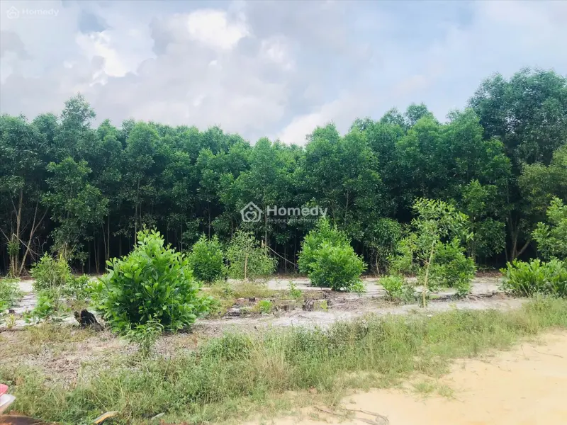 Bán Gần 1.5 Hecta Đất Tân Phước, Lagi Giá Ngộp Chỉ 262 Triệu/ Sào