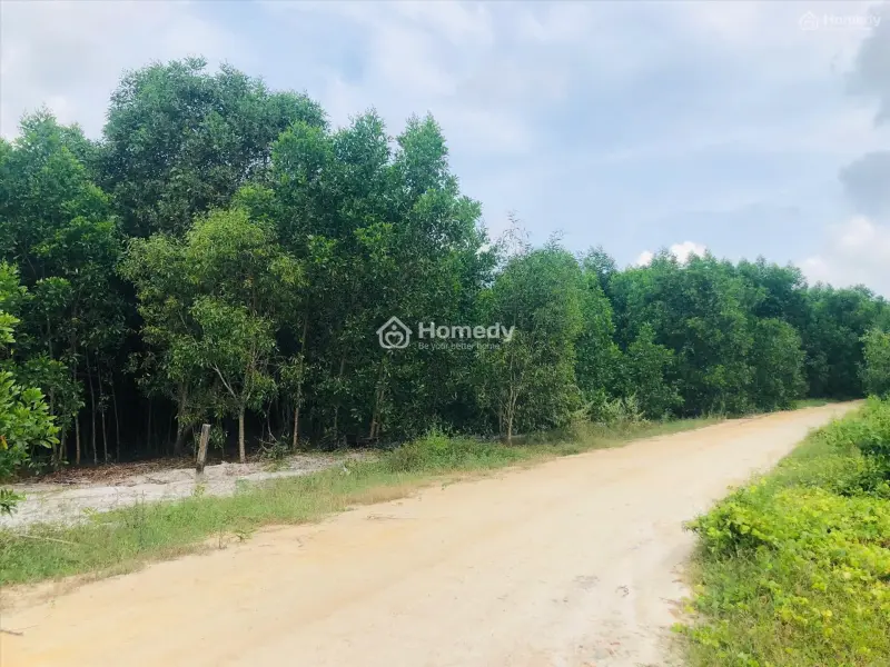 Bán Gần 1.5 Hecta Đất Tân Phước, Lagi Giá Ngộp Chỉ 262 Triệu/ Sào