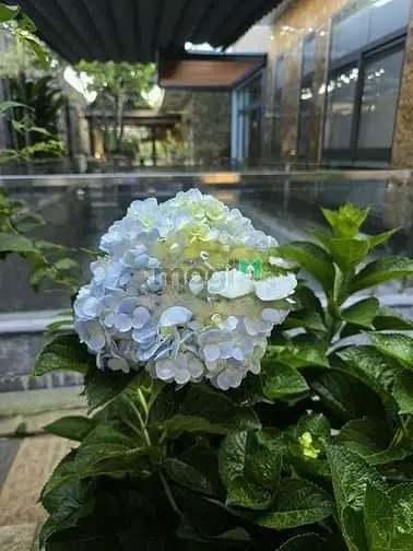 Bán Biêt Thự 1000M2 Đường Lê Thị Riêng, Phường Thới An, Quận 12