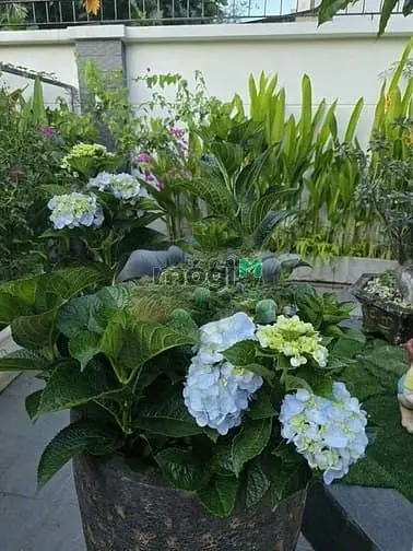 Bán Biêt Thự 1000M2 Đường Lê Thị Riêng, Phường Thới An, Quận 12