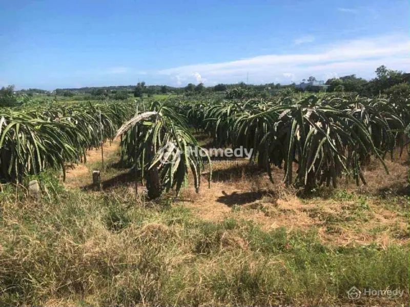 Bán 1116M2 Đất Hẻm Đinh Công Tráng -Tân Tiến - Lagi Giá Ngộp 750 Triệu Gần Biển