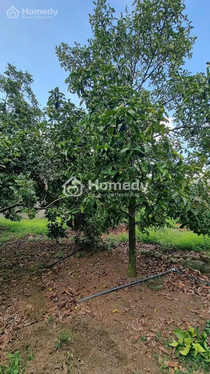 Bán Đất Vườn Rông Hơn 1000M2 Gần Cao Tốc Long Thành - Dầu Giây