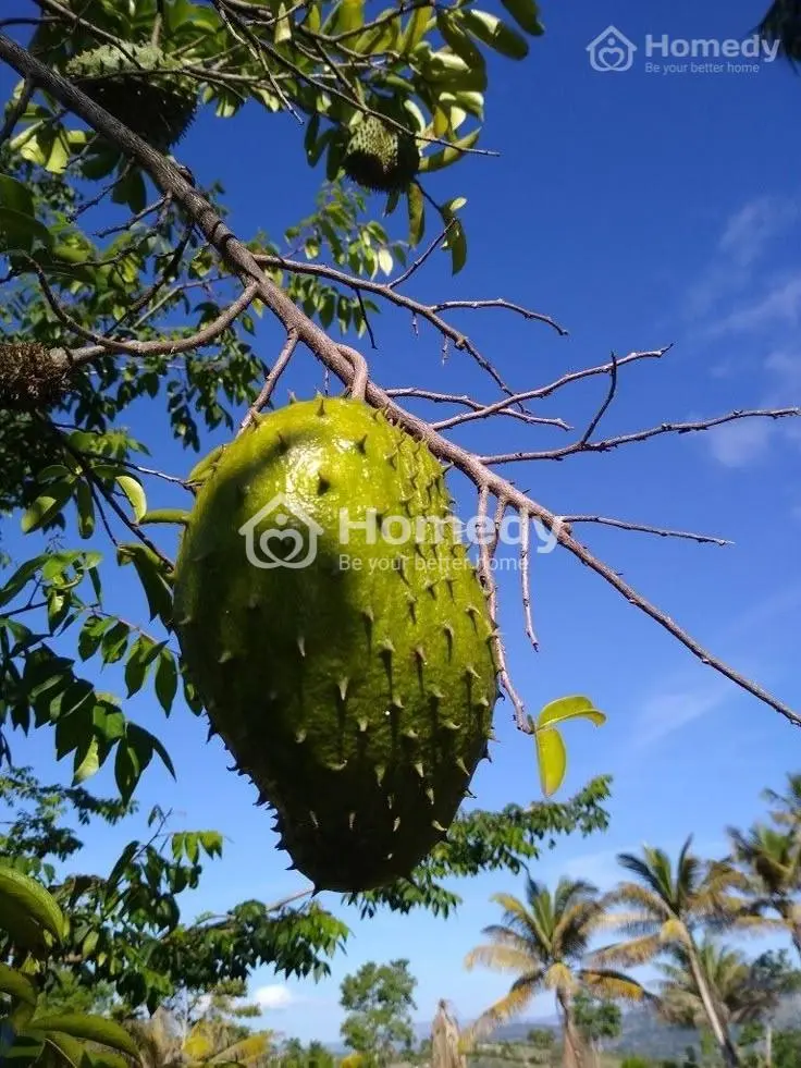 Chủ Gửi Bán Mảnh Đất Vườn Có Sẵn Nhà Thô Ngày Định Quán - Đồng Nai Chỉ 700Tr/2000M2