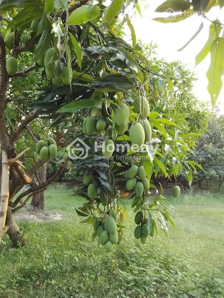 Đất Vườn 400Tr/1000M2 Ngay La Ngà - Định Quán - Đồng Nai