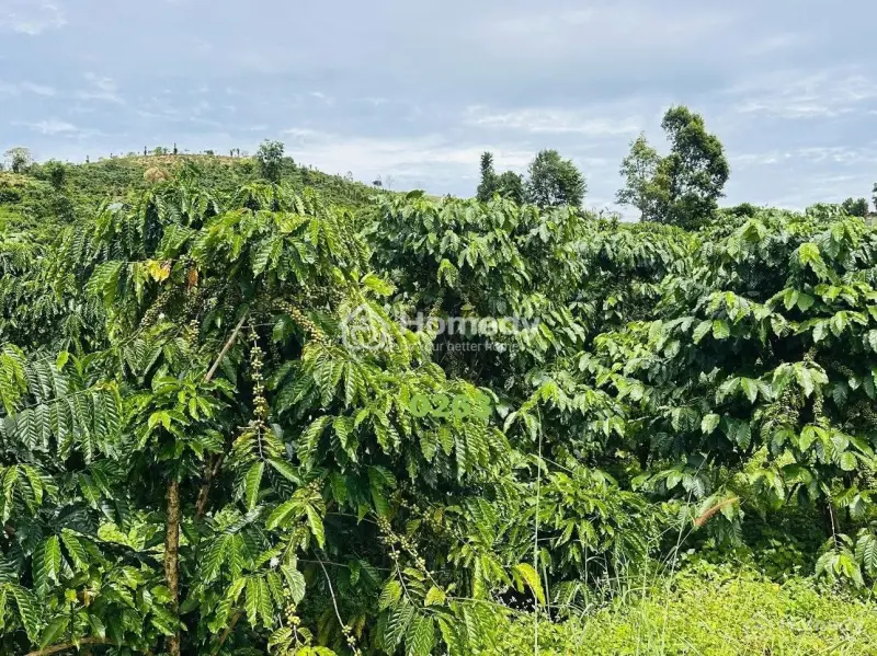 Đất Vườn 400Tr/1000M2 Ngay La Ngà - Định Quán - Đồng Nai