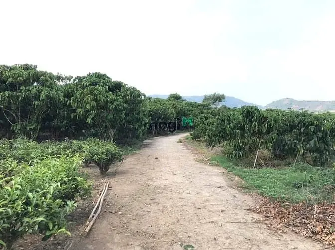 7 Sào Cafe Phường 3 Bảo Lộc, Đất Bằng Giáp Suối.