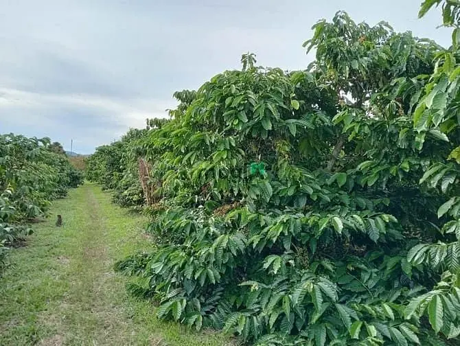 7 Sào Cafe Phường 3 Bảo Lộc, Đất Bằng Giáp Suối.