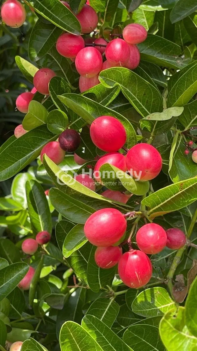 Chủ Gửi Bán Mảnh Đất Vườn Có Sẵn Nhà Thô Ngày Định Quán - Đồng Nai Chỉ 700Tr/2000M2