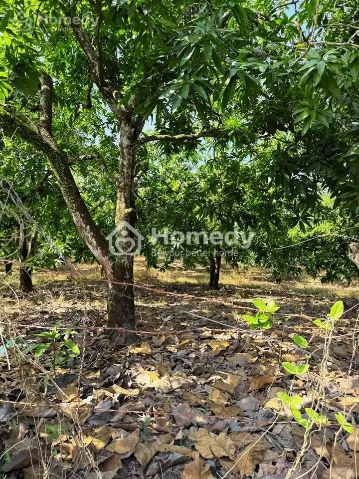 Đất Vườn 400Tr/1000M2 Ngay La Ngà - Định Quán - Đồng Nai