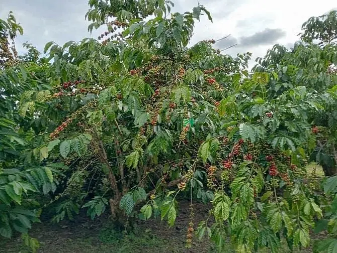 7 Sào Cafe Phường 3 Bảo Lộc, Đất Bằng Giáp Suối.