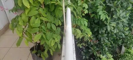 Cho Thuê Phòng Trọ Quận 3! Gò Vấp Đại Học Văn Lang, Căn Hộ Vin Ba Son, Aqua 2!