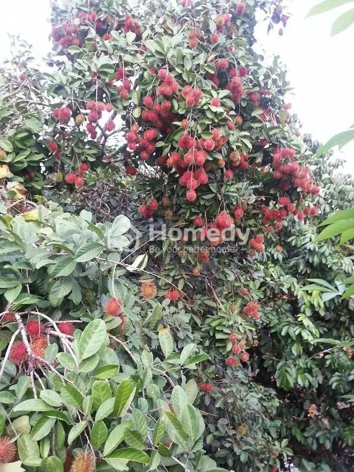 Chủ Gửi Bán Mảnh Đất Vườn Có Sẵn Nhà Thô Ngày Định Quán - Đồng Nai Chỉ 700Tr/2000M2