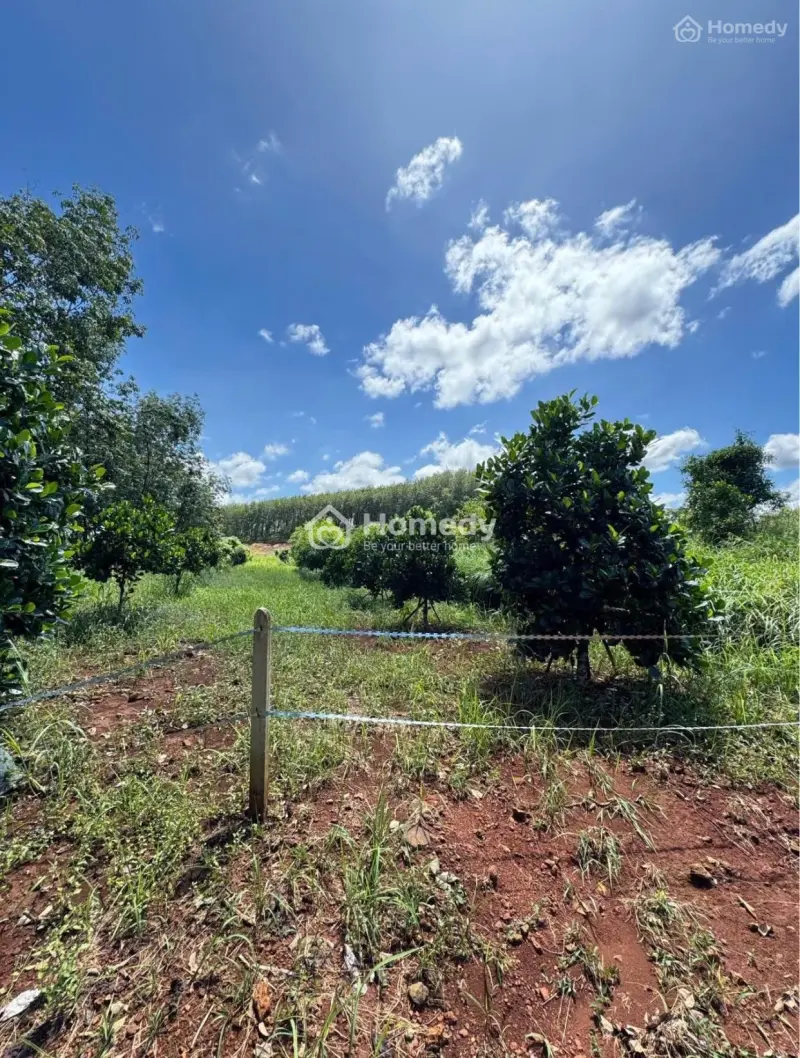 Bán Đất Vườn Cây 1000M2 Ngay Cổng Kcn Ở Đồng Phú, Đồng Xoài