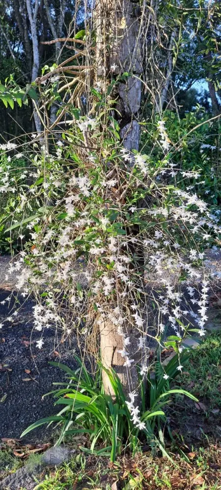 Phòng Trọ Cho Sv, Nvvp Thuê Đầy Đủ Tiện Nghi