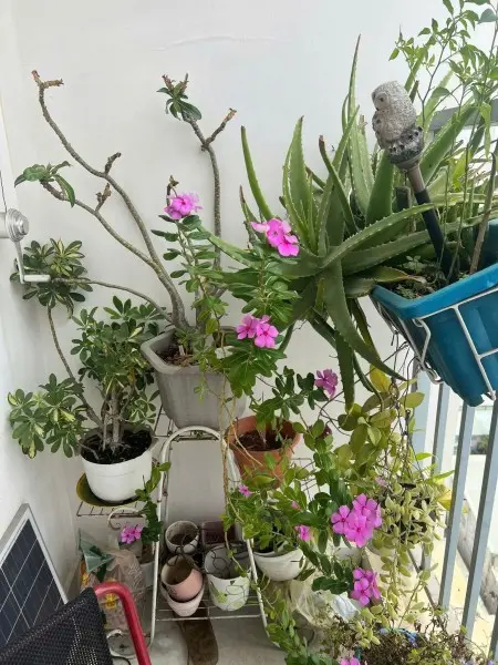 C/C Screc, Q3, Trường Sa, 78M2, 2Pn, Tolet, Nội Thất Đủ, 13Tr/Th.