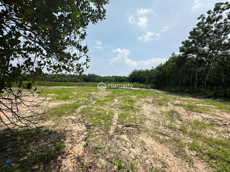 Chính Chủ Cần Bán Hoặc Cho Thuê Đất Dầu Tiếng, Bình Dương, Thích Hợp Làm Trang Trại