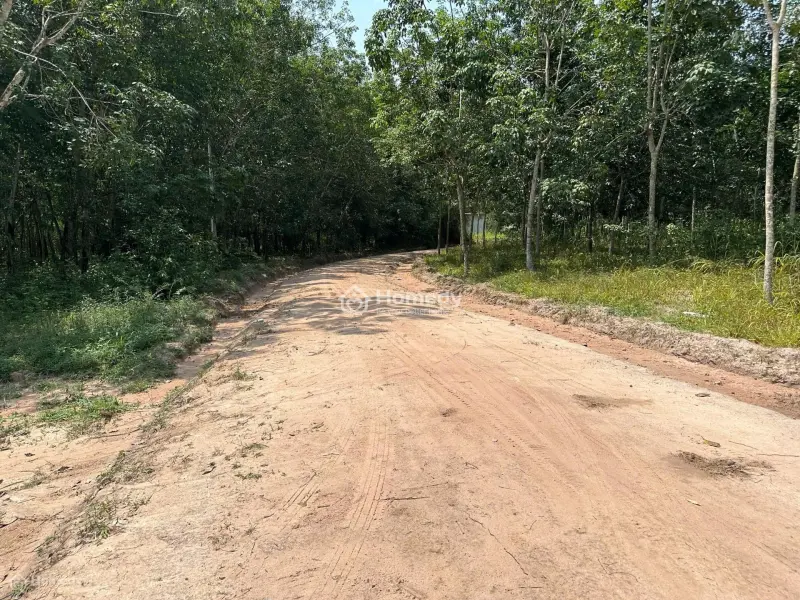 Chính Chủ Cần Bán Cho Thuê Đất Dầu Tiếng, Bình Dương, Thích Hợp Làm Trang Trại