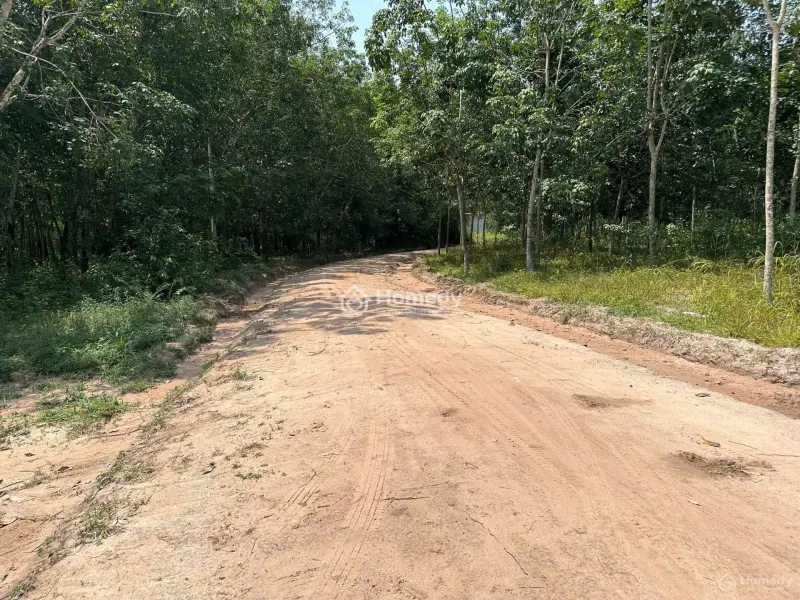 Chính Chủ Cần Bán Hoặc Cho Thuê Đất Dầu Tiếng, Bình Dương, Thích Hợp Làm Trang Trại