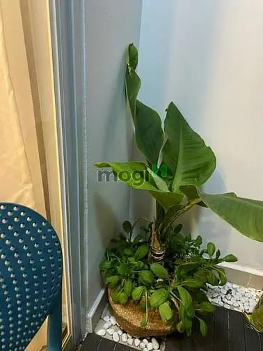 Hót. 1 Căn Duy Nhất Bán Carillon 5 70M 2Pn2Wc Lầu Cao Thoáng Mát