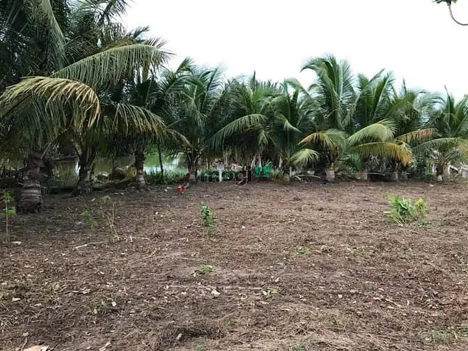 Bán Gấp Đất Nhà Vườn Mt Sông Nhơn Trạch, Giá Rẻ,Thổ, Oto, Shr,Gọi Ngay