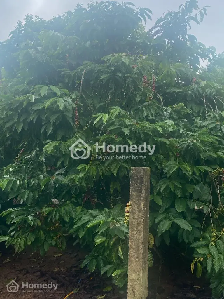 Cần Bán Nhà Và Đất