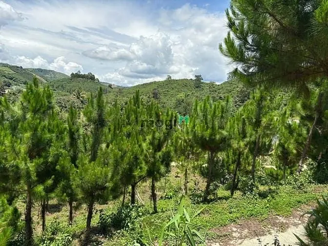 6000M² Đất Qh Thổ Cư Mặt Tiền B'lao Xê Rê, View 360, Khu Dân Cư