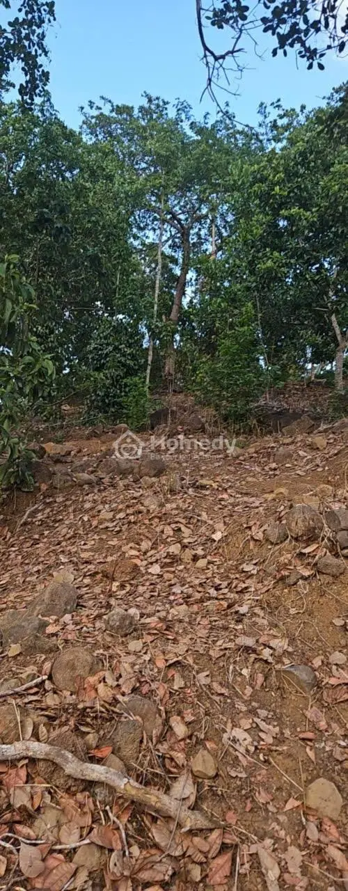 Gần 11.000M2 Đất, 80M Mặt Tiền Lớn, Hông Ôm Suối