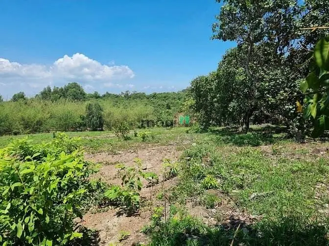 Một Mảnh Vườn Nhỏ, Một Giấc Mơ Lớn - Vườn Trên Đồi 870Tr/Sào