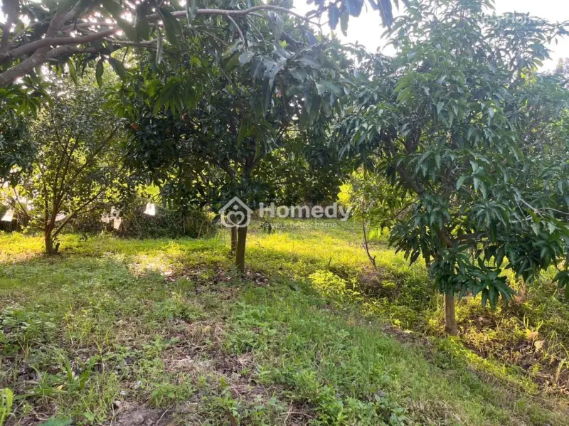 Cần Tìm Chủ Mới Bán Lô Vườn Tại Vĩnh Lương, Nha Trang, Khánh Hòa, Giá Cực Chất Chỉ 3 Tỷ