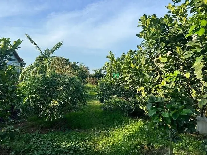 Bán 1000M2 Mt Bình Hoà - Cây Dương Giá 5,2 Tỷ Shr View Sông Đồng Nai