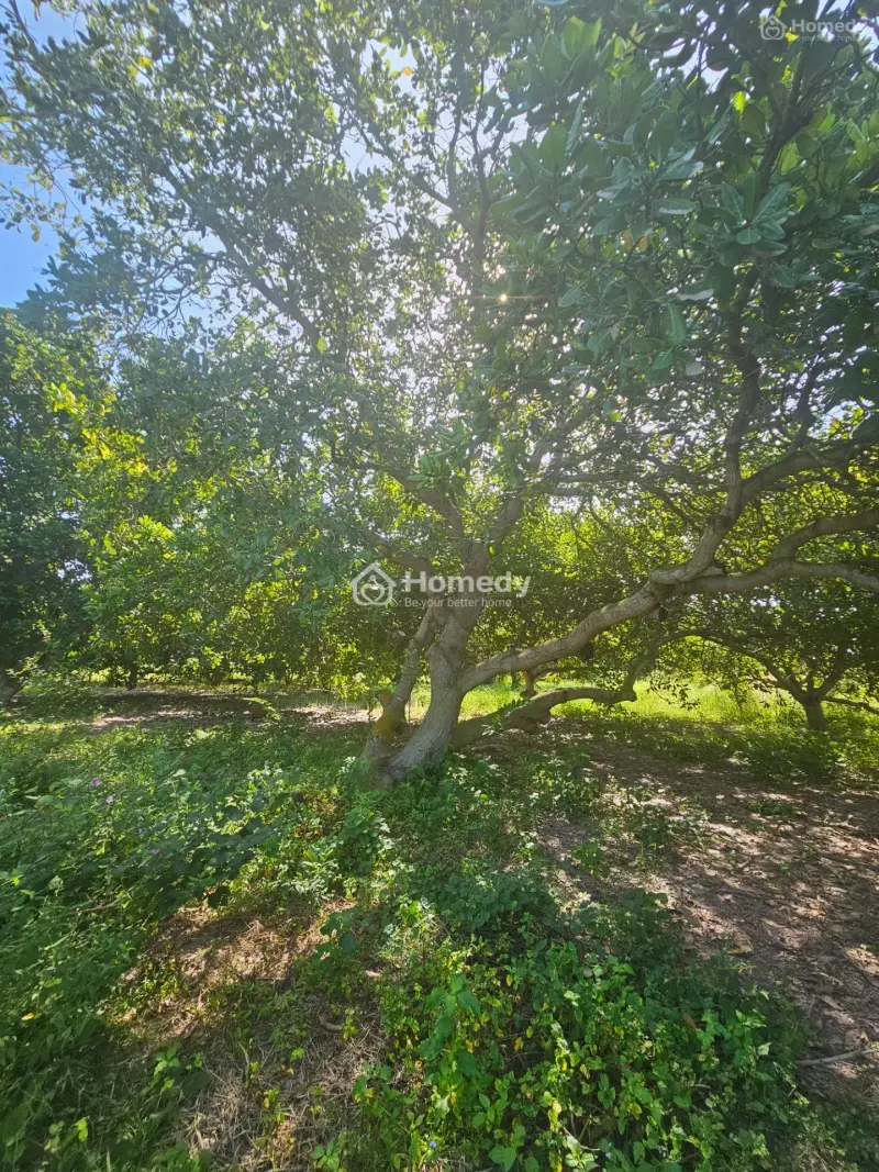 Gia Đình Cần Bán Gấp 5 Sào(5000M2) Cln Giá 185 Triệu/Sào