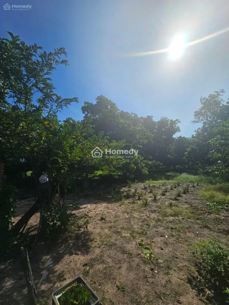 Gia Đình Cần Bán Gấp 5 Sào(5000M2) Cln Giá 185 Triệu/Sào