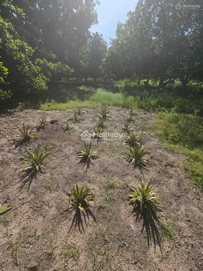 Gia Đình Cần Bán Gấp 5 Sào(5000M2) Cln Giá 185 Triệu/Sào