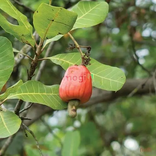 Vườn Điều Cổ Thụ Chưa Tới 1Tr/M2 View Hồ Trị An