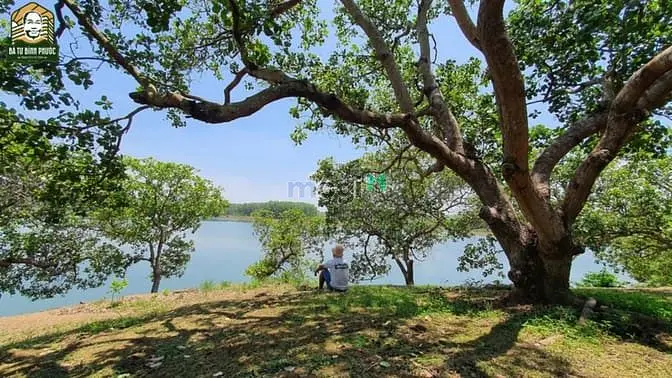 Vườn Điều Cổ Thụ Chưa Tới 1Tr/M2 View Hồ Trị An