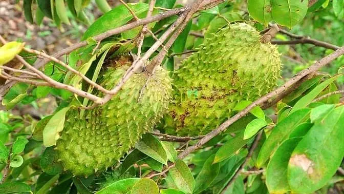 Vườn Điều Cổ Thụ Chưa Tới 1Tr/M2 View Hồ Trị An