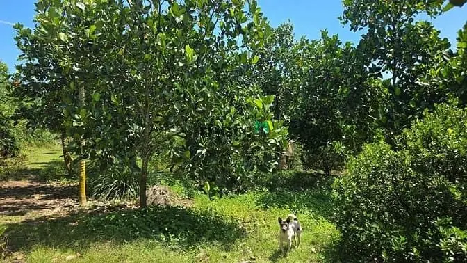 Bán Đất 4500M² – Định Quán, Giá Siêu Hấp Dẫn 1 Tỷ 7