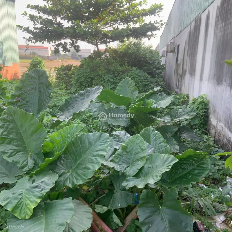 Bán Mb Kinh Doanh Phan Văn Mãng - Tt Bến Lức Dt 5 X73 _Shr, 11 Tỷ (Tl)