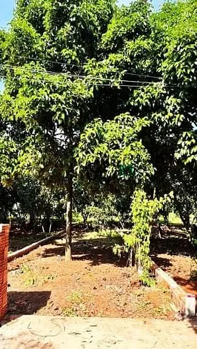 Chính Chủ Cần Bán Đất Thổ Cư, P Bình Lộc, Đn, Giá Rẻ Hơn Thị Trường