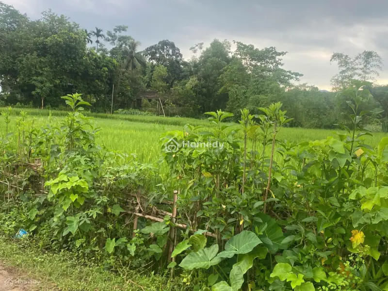 1Ha Đất Vườn Có Thổ Cư Tại Yên Thế, Bắc Giang, Sẵn Vườn Cây, Nhà Nhỏ, Giá 1,2 Tỷ Lh Mr Jim