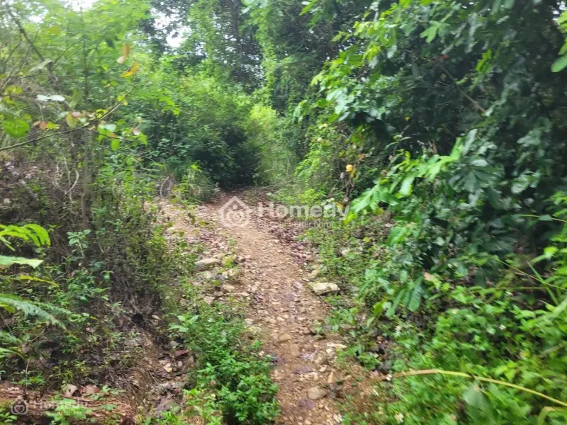 Bán Đất Rừng Sản Xuất – Đắc Lộc (Vĩnh Phương Cũ), Phường Tây Nha Trang, Khánh Hòa