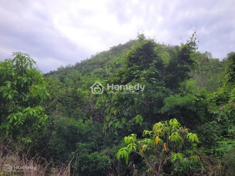 Bán Đất Rừng Sản Xuất – Đắc Lộc (Vĩnh Phương Cũ), Phường Tây Nha Trang, Khánh Hòa