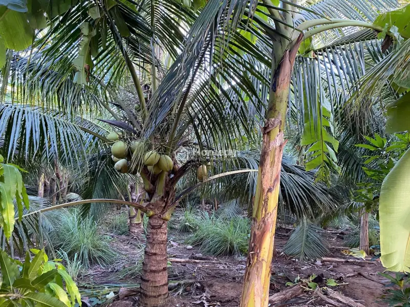 Cần Bán Đất Mặt Tiền Bình Thới - Bình Đại- Bến Tre (Củ)