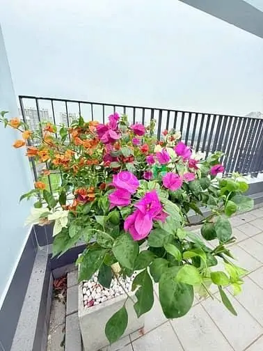 Cho Thuê Căn Hộ River Park , 3 Phòng Ngủ , 38Tr - Phú Mỹ Hưng