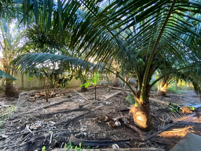 Cần Bán Đất Mặt Tiền Bình Thới - Bình Đại- Bến Tre (Củ)